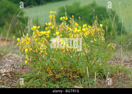 Große gelbe Restharrow (Ononis Natrix) Blüte. Auf dem Causse de Gramat, viel Region, Frankreich. Stockfoto