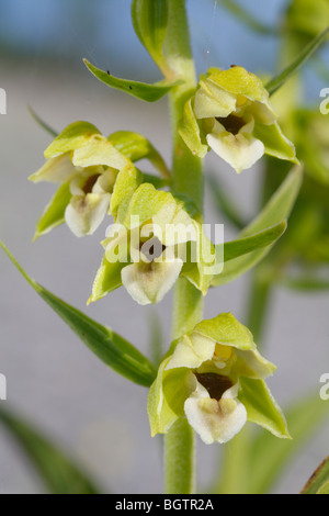 Helleborine Orchidee (Epipactis SP.) blüht in Kalkstein. Auf dem Causse de Gramat, viel Region, Frankreich. Stockfoto