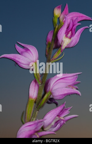 Red Helleborine (Cephalanthera Rubra) Blütenstand in der Abenddämmerung. Auf dem Causse de Gramat, viel Region, Frankreich. Stockfoto