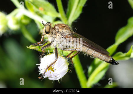 Robber Fly (unbekannte Asilidae). Ariege Pyrenäen, Frankreich. Stockfoto