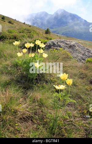 Alpine Kuhschelle (Pulsatilla Alpina Apiifolia) Blüte auf 2400m in den Pyrenäen. Hafen Envalira, Andorra. Stockfoto