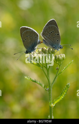 Paarung Mazarine Blue Schmetterlinge (Cyaniris Semiargus). Ariege Pyrenäen, Frankreich. Stockfoto