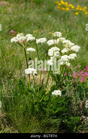 Verschreiben oder Spignel (Meum Athamanticum) Blüte auf 2000m in der Nähe von Col de Puymorens, Pyrénées-Orientales, Frankreich. Stockfoto