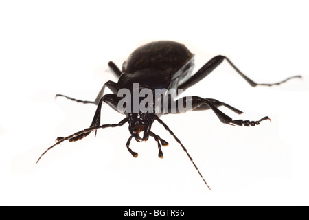 Violette Boden Käfer (Carabus Violaceus). Leben Sie Insekt vor einem weißen Hintergrund auf ein tragbares Studio fotografiert. Stockfoto