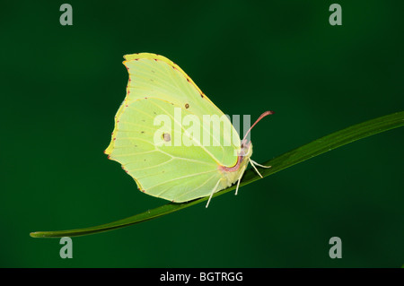 Zitronenfalter (Gonepteryx Rhamni) Schmetterling in Ruhe am Grashalm, Oxfordshire, Vereinigtes Königreich. Stockfoto