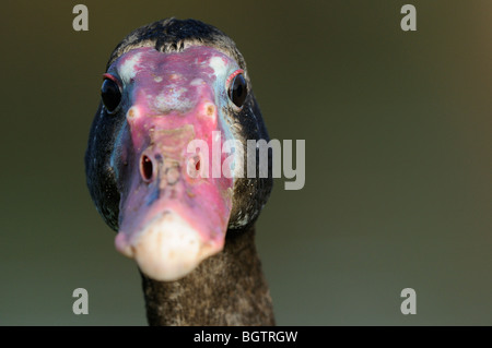 Schwarze Sporn-winged Goose (Plectropterus Gambensis) Porträt, Slimbridge, UK. Stockfoto