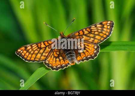 Marsh Fritillary Butterfly (Eurodryas Aurinia) ruht auf Grashalm, breite Flügel öffnen, Oxfordshire, Vereinigtes Königreich. Stockfoto