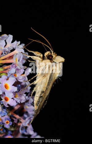 Königskerze Shark Moth (Shargacucullia Verbasci) Fütterung auf Sommerflieder Blumen in der Nacht, Oxfordshire, Vereinigtes Königreich. Stockfoto