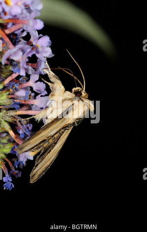 Königskerze Shark Moth (Shargacucullia Verbasci) Fütterung auf Sommerflieder Blumen in der Nacht, Oxfordshire, Vereinigtes Königreich. Stockfoto