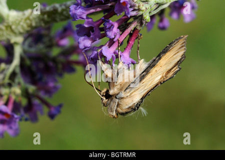 Königskerze Shark Moth (Shargacucullia Verbasci) Fütterung auf Sommerflieder Blumen während des Tages, Oxfordshire, Vereinigtes Königreich. Stockfoto