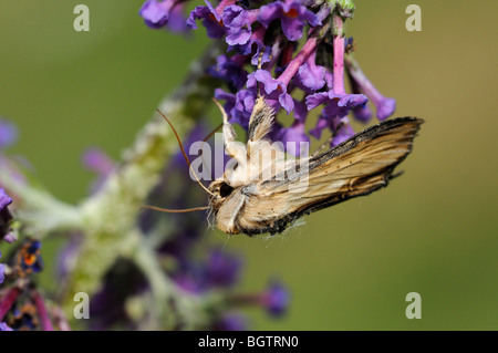 Königskerze Shark Moth (Shargacucullia Verbasci) Fütterung auf Sommerflieder Blumen während des Tages, Oxfordshire, Vereinigtes Königreich. Stockfoto