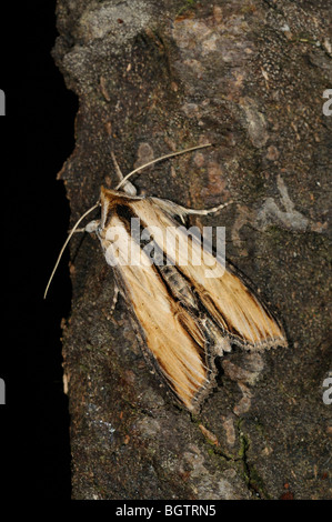 Königskerze Shark Motte (Shargacucillia Verbasci) ruht auf Baumrinde, Oxfordshire, Vereinigtes Königreich. Stockfoto