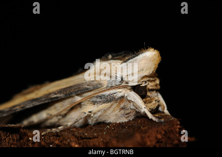 Königskerze Shark Moth (Shargacucullia Verbasci) ruht auf Rinde, Nahaufnahme des Kopfes, Oxfordshire, Vereinigtes Königreich. Stockfoto