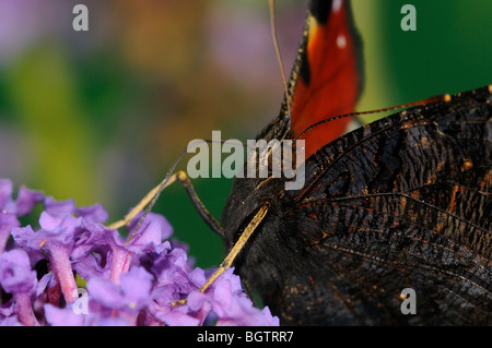 Tagpfauenauge (Inachis Io) close-up, Fütterung auf Sommerflieder Blume, Zunge verlängert, Oxfordshire, Vereinigtes Königreich. Stockfoto