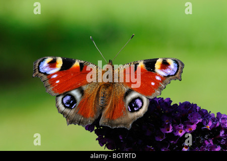 Tagpfauenauge (Inachis Io) ruht auf Sommerflieder Blume, Oxfordshire, Vereinigtes Königreich. Stockfoto