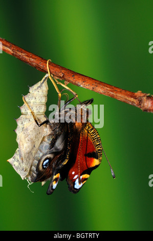 Tagpfauenauge (Inachis Io) kopfüber von Puppe, die Erweiterung und die Trocknung seine Flügel nach dem Aufgang, Oxfordshire, Vereinigtes Königreich. Stockfoto