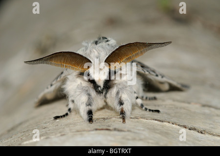 Puss Moth (Cerura Vinula) männliche Motten in Ruhe, mit Antennen, Oxfordshire, Vereinigtes Königreich. Stockfoto