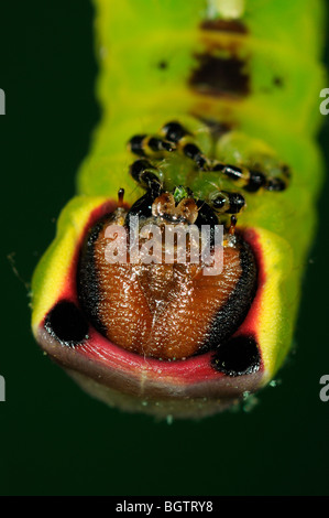 Puss Moth (Cerura Vinula) Nahaufnahme des Kopfes des ruhenden Raupe, Oxfordshire, Vereinigtes Königreich. Stockfoto