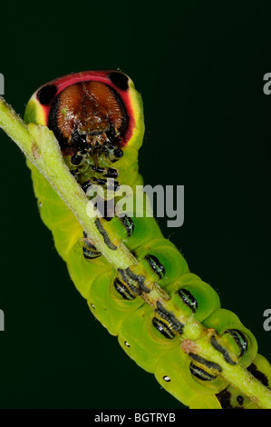 Puss Moth (Cerura Vinula) Raupe in Ruhe am Blattstiel, Oxfordshire, Vereinigtes Königreich. Stockfoto