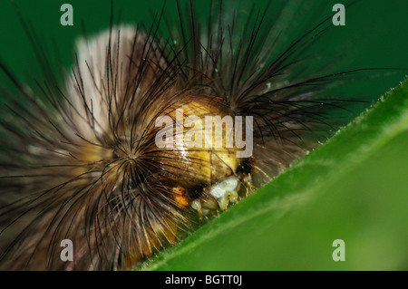 Blasse Tussock Moth (Calliteara Pudibunda) Nahaufnahme von Caterpillar Kopf, Fütterung auf Lime Tree Leaf, Oxfordshire, Vereinigtes Königreich. Stockfoto