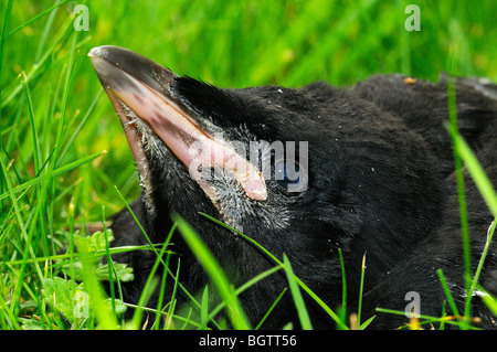 Turm (Corvus Frugilegus) Küken auf Boden, nur Links Nest, close-up zeigen Kopf und Schnabel, Oxfordshire, Vereinigtes Königreich. Stockfoto