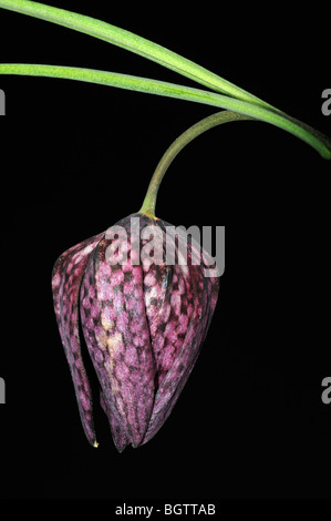 Schlange-Kopf Fritillary (Fritillaria Meleagris) Nahaufnahme von lila Blüten, zeigen Karo-Muster, Oxfordshire, Vereinigtes Königreich. Stockfoto