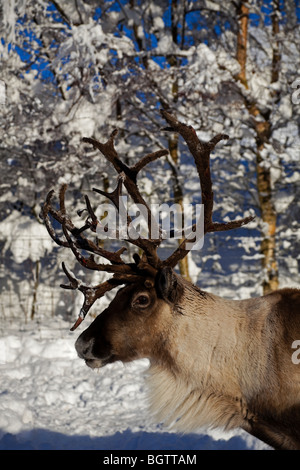 Cairngorm Rentier im Schnee bedeckt Landschaft Glenmore, Schottland, UK, Europa Stockfoto