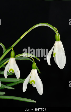 Schneeglöckchen (Galanthus Nivalis) Nahaufnahme von drei Blumen, Oxfordshire, Vereinigtes Königreich. Stockfoto