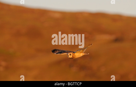 Short-eared Eule (Asio Flammeus) North Uist, äußeren Hebriden, UK, im Flug über Heide im späten Abendlicht. Stockfoto