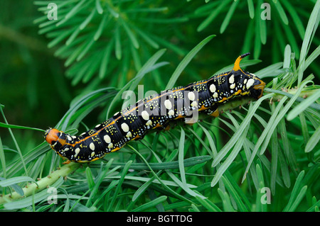 Wolfsmilch Hawkmoth (stark Euphorbiae) Raupe ernähren sich von Cypress Spurge Pflanze, gefangen gehalten, UK. Stockfoto