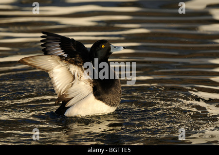 Männliche Reiherenten (Aythya Fuligula) auf dem Wasser, stretching Flügel, Slimbridge, UK. Stockfoto