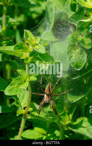 Wolf Spider (Pisaura Mirabilis) mit Kindergarten Web auf wilden Majoran Pflanze, Oxfordshire, Vereinigtes Königreich. Stockfoto