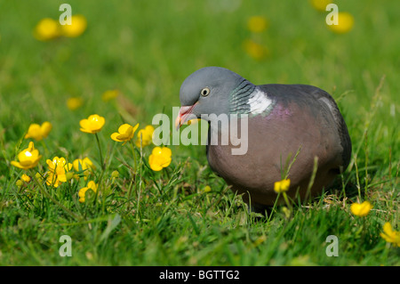 Woodpigeon (Columba Palumbus) Fütterung auf dem Boden unter Butterblumen, Oxfordshire, Vereinigtes Königreich. Stockfoto