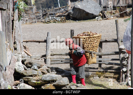 ein älterer Bauer in Ghunsa tragen eine schwere Last Stockfoto