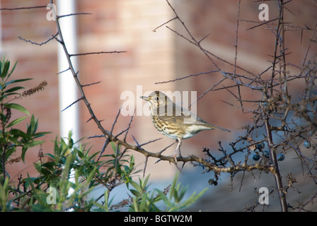 Soor auf einem Ast Stockfoto