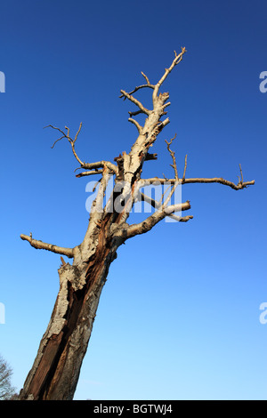 Toter Baum steht trotzig gegen blauen Himmel im Richmond Park, London, England, Großbritannien, Deutschland, UK, Europa Stockfoto