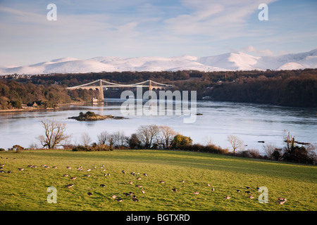 Graugänse (Anser anser) Beweidung in einem Feld durch Menaistraße mit Schnee auf den Bergen im Winter. Menai Bridge ISLE OF ANGLESEY Wales England Großbritannien Stockfoto