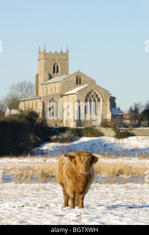 Winter-Blick auf St Mary die Jungfrau Kirche Wiveton, Norfolk, Uk, mit einer Bedeckung von Schnee und Hochlandrinder im Vordergrund. Stockfoto