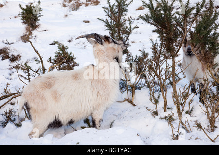 Ogwen Valley, Snowdonia, North Wales, UK. Verwilderte Welsh Mountain Goats (Capra Aegagrus Hircus) Fütterung auf Ginster im Winterschnee Stockfoto