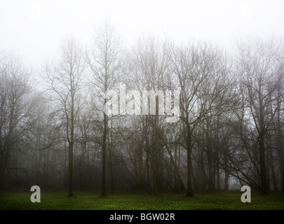 Ein Essex Wald im Nebel.  Foto von Gordon Scammell Stockfoto