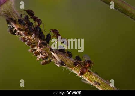 Garten schwarzen Ameisen ernähren sich von Honigtau von Blattläusen links Stockfoto