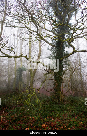 Ein Essex Wald im Nebel.  Foto von Gordon Scammell Stockfoto