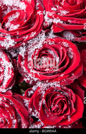 Rote Rosen im Winter in Schneekristallen bedeckt. Stockfoto