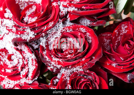 Rote Rosen im Winter in Schneekristallen bedeckt. Stockfoto