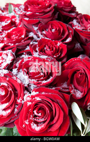 Rote Rosen im Winter in Schneekristallen bedeckt. Stockfoto