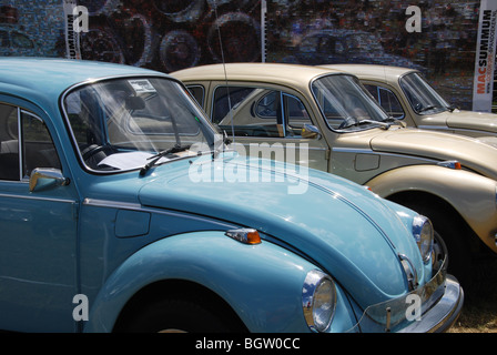 klassische VW Käfer bei Clubtreffen Budel Niederlande Sommer 2009 Stockfoto