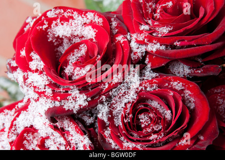 Rote Rosen im Winter in Schneekristallen bedeckt. Stockfoto