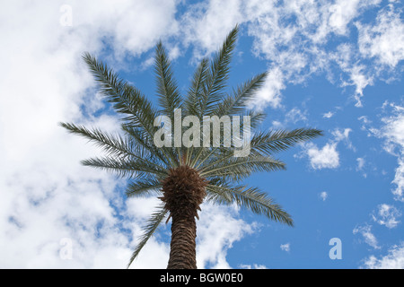 Blick auf Palme nach oben vom Boden mit der Palme skizziert gegen die dramatische blauer Himmel mit weißen geschwollenen Wolken Stockfoto