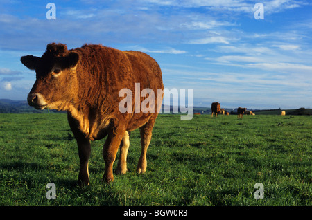 Ein South Devon Bullock steht in einem Feld mit anderen im Hintergrund Stockfoto