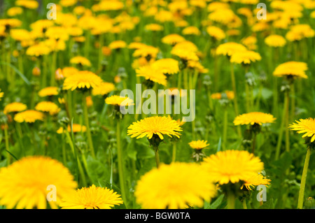 Bereich der Löwenzahn Stockfoto